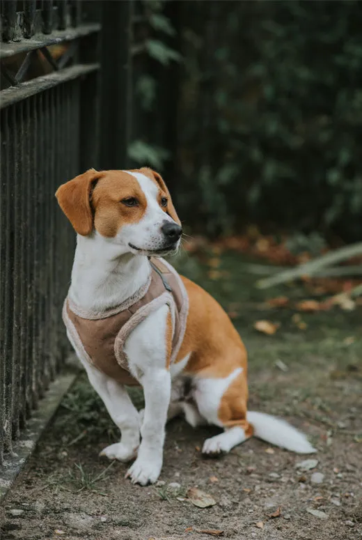 Bowl and Bone Yeti Brown Dog Harness